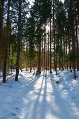 Path to Rusinowa polana i Tatry National Park. © Marcin