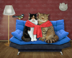 Two cats in love are tied with a red knitted scarf on a blue sofa at home. 