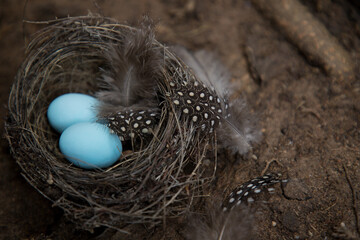 Two blue easter eggs lie in the nest on the ground.