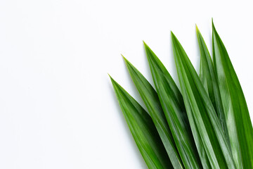 Fresh green pandan leaves on white background.