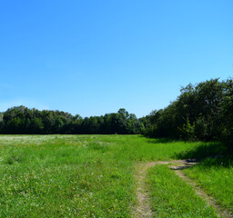 A road on green grass in a field with traces of a car and a forest with different trees