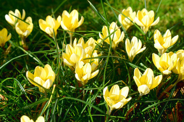 Beautiful Yellow crocus flowers in blooming on green grasses in Morning Sunshine day. Spring season  in England, United Kingdom.