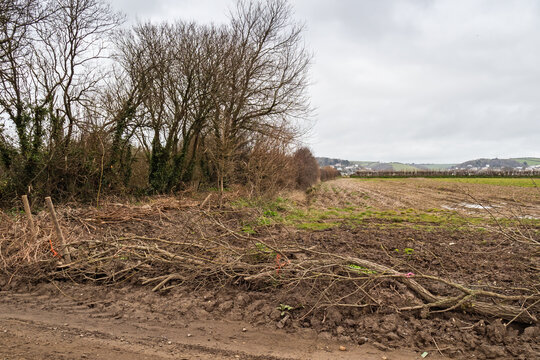 Example Of Hedge Laying, Rural Devon, England.