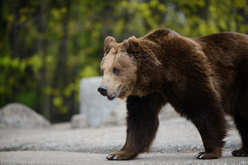 Close-up of a brown bear . Ursus arctos