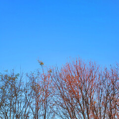 branches against sky