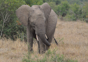 Fototapeta na wymiar majestic young african elephant swaying its head and flapping its ears as it grazes in the wild, Kenya