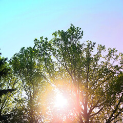 sun and tree