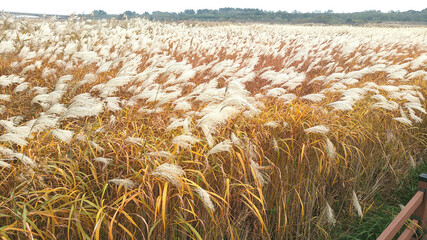 field of wheat in winter