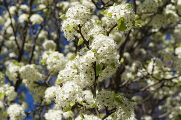 Árbol de flores blancas en primavera