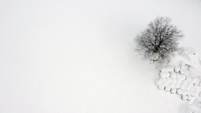 Birch tree and haystacks in a covered snowy field. Bird's eye view