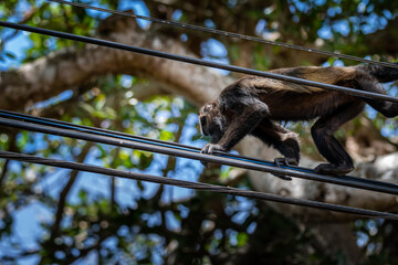 Close up view of a magnificent Monkey and its baby in Costa Rica 