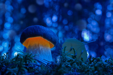 Fototapeta na wymiar Fantasy of the mushroom world. Glowing mushroom in the forest