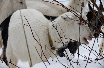 goat in the forest among the trees and branches in the winter in the forest