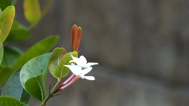 Flower of Carunda or Karonda Fruit on tree 
