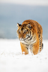 young Siberian tiger (Panthera tigris tigris) dangerously approaching