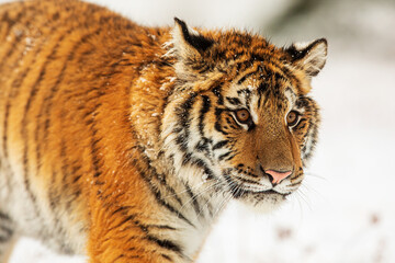 young Siberian tiger (Panthera tigris tigris) close-up of a head with snow