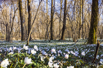 Flowers carpet in a woodland in spring