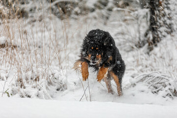 male black and gold Hovie jumps over a ditch by the road in heavy snowfall
