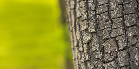 Oak bark close-up. Macro tree texture. The relief surface of the oak structure with orange moss. The concept of environmental protection, alternative medicine. Spring banner, natural design background