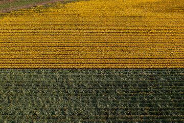 Aerial view of fields of daffodils in Cornwall, left to rot as foreign pickers can't be found due to Brexit.