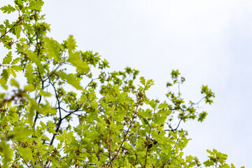 Fototapeta na wymiar Green leaves on an oak branch. Soft light green blurred background. Horizontal banner for spring design, text, websites, signage. Young leaves close up in bright sunlight. Selective focus, copy space