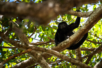Close up view of a magnificent Monkey and its baby in Costa Rica 