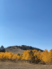 Fototapeta premium autumn landscape with tree