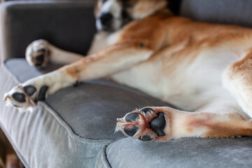 A St. Bernard Husky cross has a painful ripped paw pad (cut), and has licked it until it's red,...