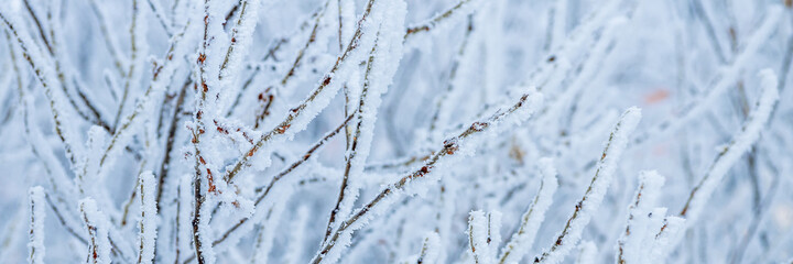 Snow and rime ice on the branches of bushes. Beautiful winter background with trees covered with...