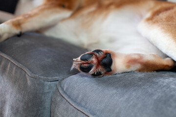 A St. Bernard Husky cross has a painful ripped paw pad (cut), and has licked it until it's red,...
