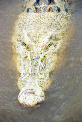 Portrait of a half-albino saltwater crocodile in the Adelaide River, Kakadu National Park in...