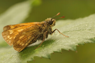 Lateral closeup of the large skipper , Ochlodes sylvanus sitting on a green leaf