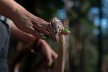 The boa constrictor's head lies on a woman's hand. Boa. Close-up. Exotic pet. Blurred background. Focus on the snake's head.