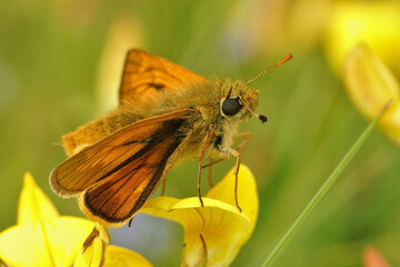Lateral closeup of the large skipper, Ochlodes sylvanus on the yellow flowers of it's host plant bird's-foot trefoil clover , Lotus corniculatus