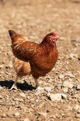 Red-headed laying hen free