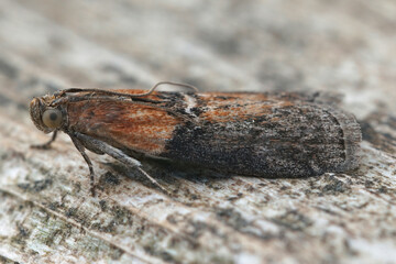 Detailed closeup of the Willow Knot-horn moth, Sciota adelphella on wood