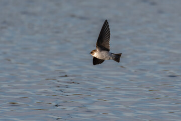 Tree Swallow flies low over the estuary pond surface looking for food to snatch from the water.