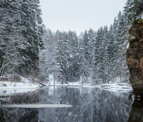 River flowing through forest in winter. Snowy pine trees along the dark waters