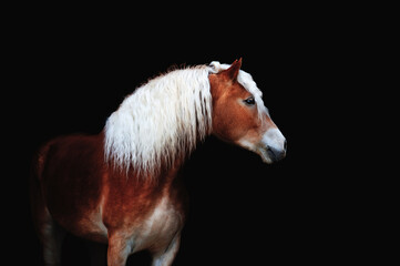 Obraz premium Beautiful portrait of a brown horse with a long white mane is isolated on a black background.