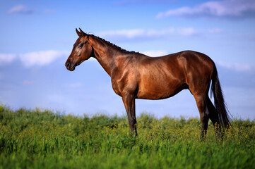 Beautiful bay horse standing in the grass against the sky. Exterior of a sporty young stallion