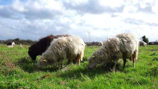 Black and white (dirty) sheeps grazing in a (rough) green field. Normal speed full HD clip at 50 fps.