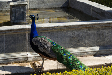 Obraz premium peacock sideways in blue color and green tail