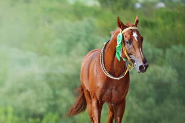 Obraz premium Portrait of a horse winner in the competition with a beautiful rosette on the bridle. Thoroughbred horse won the race.The animal on the background of bright green.