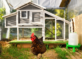 A hen house or chicken coop with hens