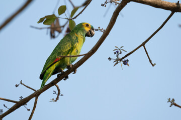 Blue-fronted Amazon parrot (Amazona aestiva).
