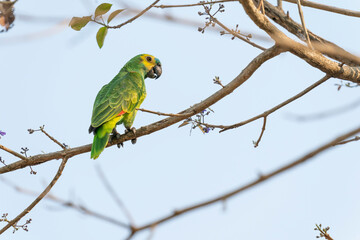 Blue-fronted Amazon parrot (Amazona aestiva).