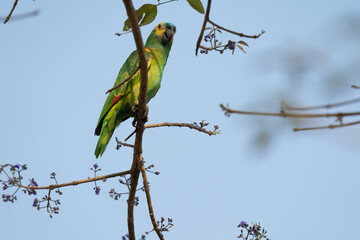 Blue-fronted Amazon parrot (Amazona aestiva).