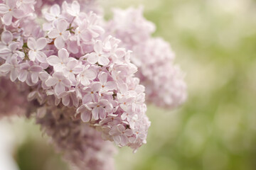 Spring background bush of tender gray