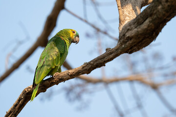 Blue-fronted Amazon parrot (Amazona aestiva).