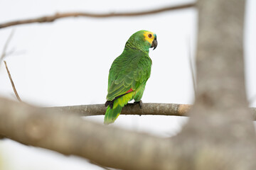 Blue-fronted Amazon parrot (Amazona aestiva).